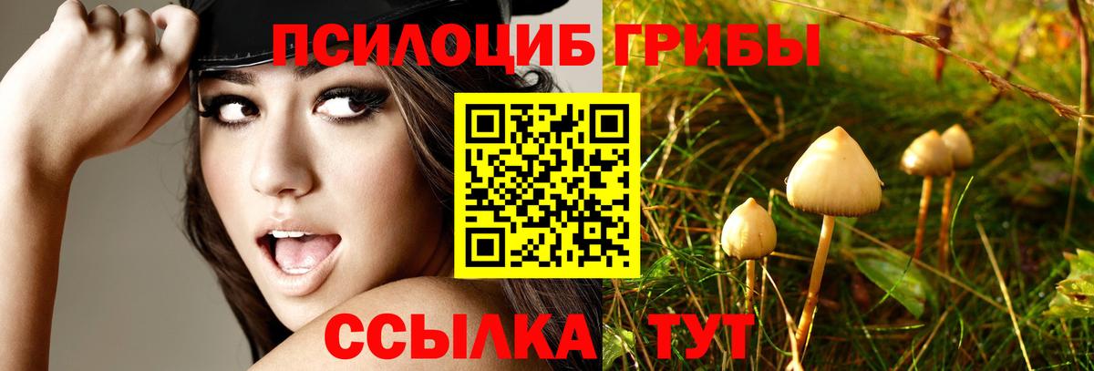 Галлюциногенные грибы Psilocybine cubensis Воскресенск